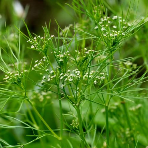 cerfoglio invernali, aromatiche semi di biologici, resistenti all'inverno sostenibili per giardino di aromatiche da interno giardino tappezzanti 150semi