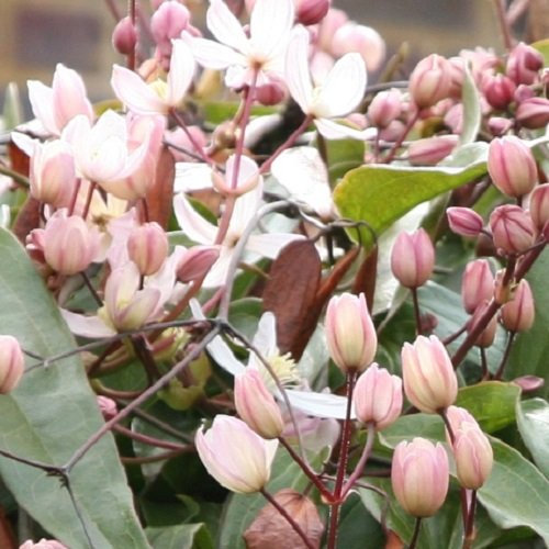 2 x Clematis armandii Apple Blossom (Immergrün, Rosa, Duftend, Mehrjährig & Winterhart) | 2-er set immergrüne, schnellwachsende Kletterpflanzen - 2 x 1,5 Liter Töpfe
