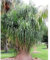 Huifang 100 semillas de palmera de cola de caballo roja.