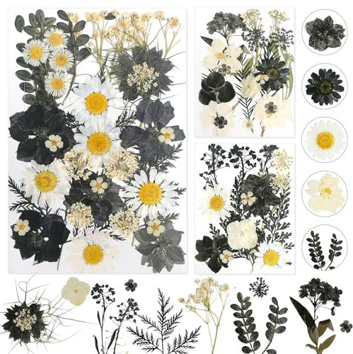 Gepresste Blumen Getrocknete Blumen Trockenblumen zum Basteln Trockenblumen Klein Getrocknete Blumen Deko für DIY Scrapbooking Kunsthandwerk Schmuck Dekorationen(Schwarz)