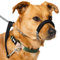 Total Pet Figure of 8 Dog Lead - Anti Pull Stop Dogs Pulling - Rope Slip Leads with Padded Nose Support (Small/Medium)