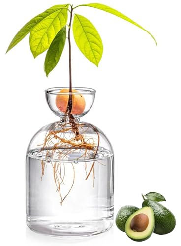 Avocado Vase for Growing - 5.3inch Small Glass Seed Starter, Clear Vase, Tree Growing Kit, Small Plant Pot for Water Rooting