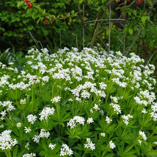 Semillas de aspa - Galium odoratum - jardín balcón orgánicas decorativa 100pcs