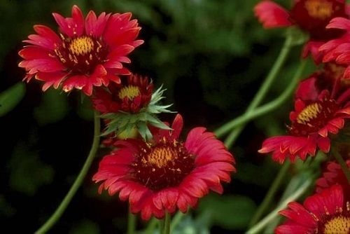 250 Samen Gaillardia Burgund Kokardenblume Garten Startet Nursery