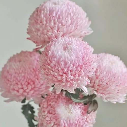 Chrysanthemen - garten blumensamen gastgeschenk balkonpflanzen balkongewächshäuser blumenwiese wildblumen seltene 400Samen