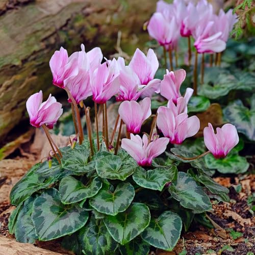 Bulbes à fleurs | Bulbes des meilleurs producteurs néerlandais | Sélection exclusive et contrôle qualité | Floraison garantie. (2 Cyclamen de Naples - Cyclamen hederifolium)
