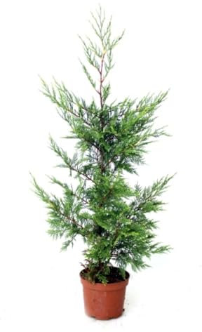 Planta natural Cipres Leilandi, Cupressus Leylandii, 70-80 cm. Cipres de Leyland. Ciprés de rápido crecimiento, ideal para setos altos y pantallas verdes. Segura Garden.