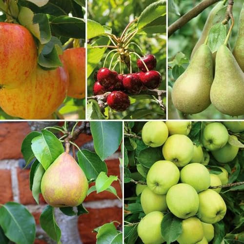 Patio Fruit Tree Collection – Apple, Pear, & Cherry Varieties for Small Gardens, Self-Fertile & Easy to Grow, Perfect for Containers - 5X 9cm Potted Plants by Thompson & Morgan