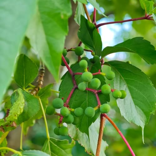 vite selvatica, vite vergine - prodotti sostenibili Parthenocissus tricuspidata rampicanti, interno giardino roccioso rampicanti a crescita appendere 225semi