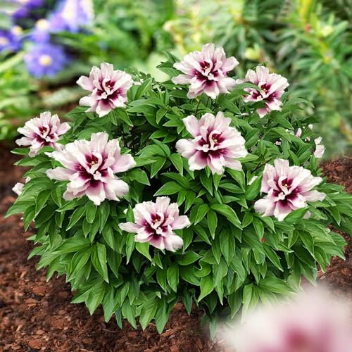 Peonía Itoh Pink Passion (1 planta), gran híbrido de peonías, planta perenne resistente al invierno, plantas de Holanda para jardín y maceta (no son semillas, bulbos ni artificiales) (rosa).