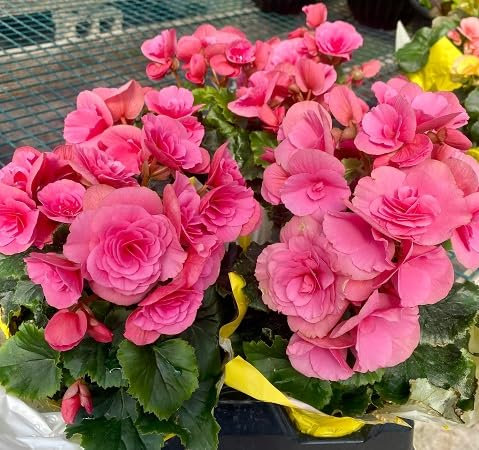 100 graines de fleurs de bégonia roses fraîches et neuves
