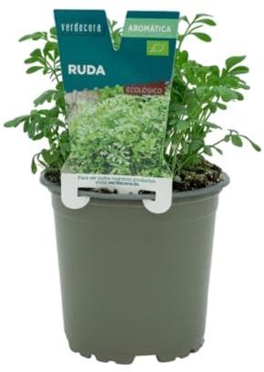 Verdecora Ruda en Maceta Ø11cm Ruta graveolens | Planta de Interior y Exterior, Hojas Aromáticas y Medicinales, Ideal para Jardinería, Ideal para Decoración