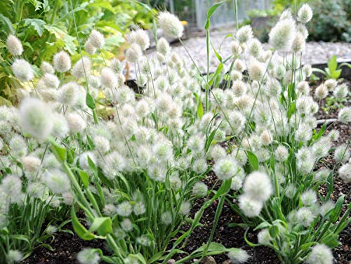 250 Ornamental Grass Seeds - Lagurus Ovatus - Bunny Tails/Rabbits Tail - 250 Seeds