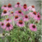 Echinacea Staude 'Magnus' Purpurne Blühende Gartenpflanzen, Einfach Anzubauen, 200 Samen