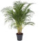 Plant in a Box - Dypsis Lutescens - XXL Palma Areca - Pianta d'appartamento - Vaso 27cm - Altezza 140-150cm - Palma dai frutti dorati - Palma depurativa dell'aria
