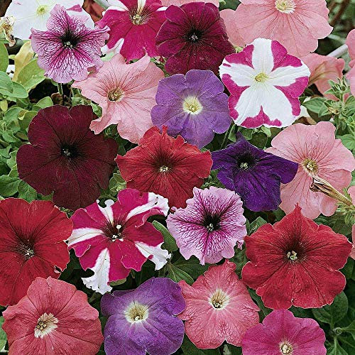 Petunia 'Colour Parade' Seeds Half-Hardy Annual Flower Garden Plants Easy to Grow Your Own Petunia 'Colour Parade' 1 Packet of 100 Seeds by Thompson and Morgan