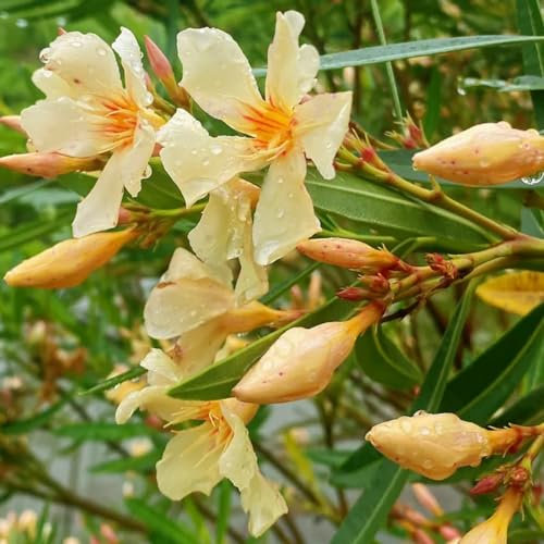 10 pcs Oleander Samen, wildblumensamen mehrjährig Nerium oleander, bio saatgut geschenke für gärtner gartengeschenke, blumen garten gartenpflanzen winterhart mehrjährig, sträucher