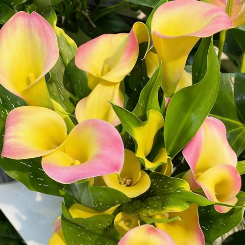bulbi di calla, giardino interno da balcone serra raro giardino sul balcone da interno bulbosi tappezzanti decorazioni per esterni d'appartamento 4pcs