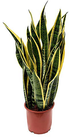 Sanseviera LAURENTI - Lengua de suegra Y Lengua de tigre - Planta natural para casa u oficina - Planta de interior de decoración (Lengua de Suegra) SP20