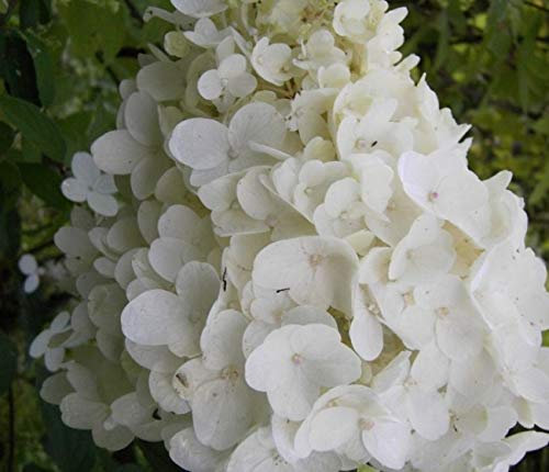 Rispenhortensie Silver Dollar - Hydrangea paniculata Silver Dollar - 40-60cm