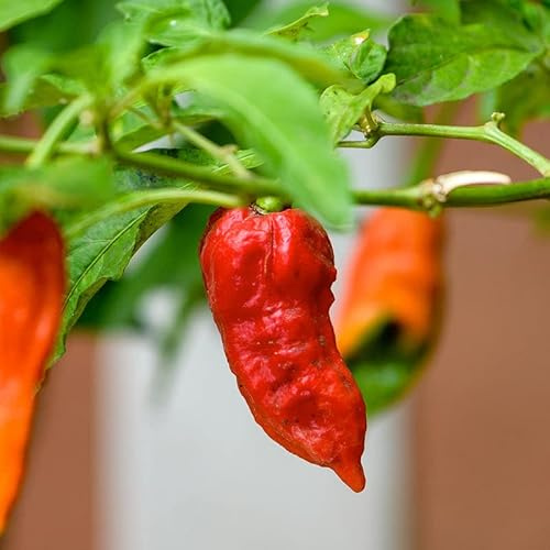 Pepper Joe's Umorok Pepper Seeds – Pack of 10+ Hot Chili Seds – USA Grown – Rare Red Pepper Seeds