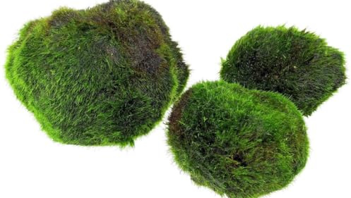 AquaBreedingSkill – Grand Format 4–5 cm – Lot de 3 Marimo Moss Balls – Plante Aquarium Vivante Naturelle | Filtre Biologique | Décoration Écologique | Entretien Facile | Idéal pour Nano Aquarium
