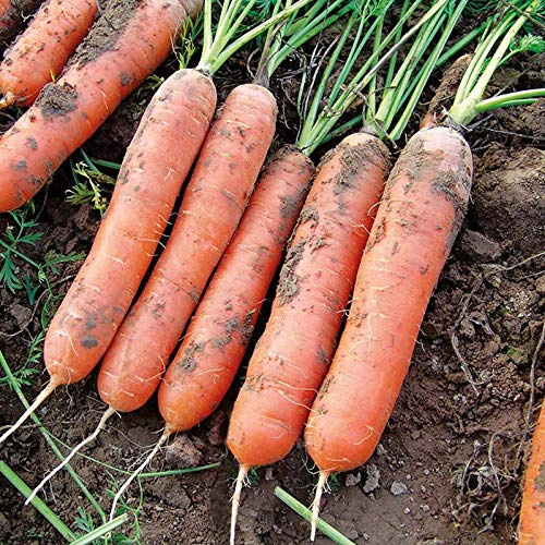Mr Fothergill's RHS Carrot Marion F1 Vegetable Seeds Daucus carota