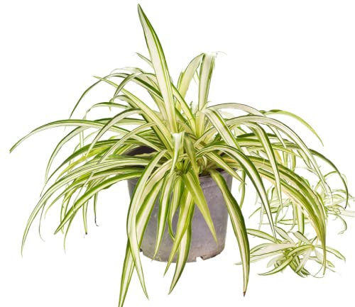 Chlorophytum Variegatum - Spider Plant- Perfect for Clean Air