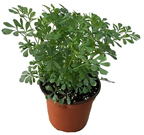 DECOALIVE Planta de Ruda Natural en Maceta para la Casa