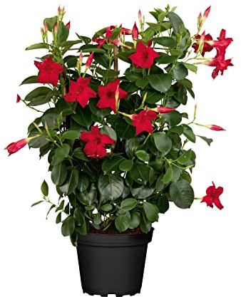 Dipladenia con Flores Rojas Planta Natural y de Exterior con Aspecto Elegante