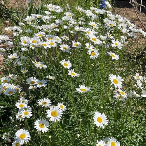 100 piezas Leucanthemum vulgare, regalos prácticos balcón jardín Pobre margarita del prado semillas de pradera de balcón de invernadero Decoración de balcón decoración floral. semillas