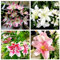 Giglio bulbi/giglio bulbi asiatico/-Plantas aromáticas,Perenni resistenti,Terrazza, balcone, giardino -B-10 bulbi