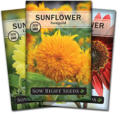 Sow Right Seeds - Sunflower Seed Collection for Planting - Includes 3 Varieties: Dwarf Sungold, Lemon Queen, and Velvet Queen - Non-GMO Heirloom Packet with Instructions - Giant and Miniature Blooms