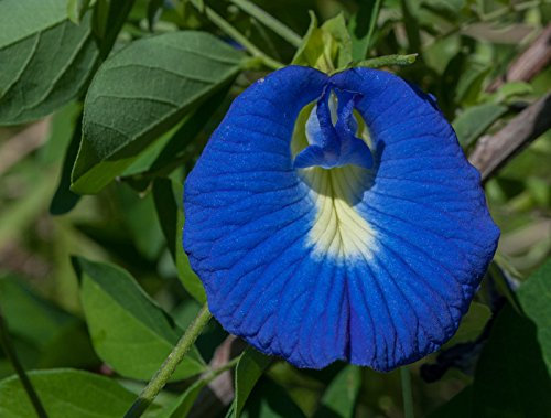 5 graines de Clitoria ternatea Bleu Fleurs exotiques Vigne