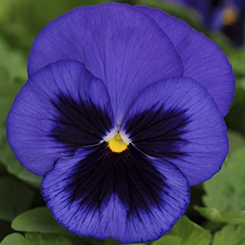 Welldales 50 Giant Blue Pansy Viola Seeds Swiss Indoor Outdoor Plants to Grow UK Hardy