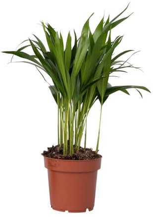 Plant in a Box - Palmier areca - Dypsis lutescens - Hauteur 30-45cm - Pot 12cm - Plante d’intérieur - Vert