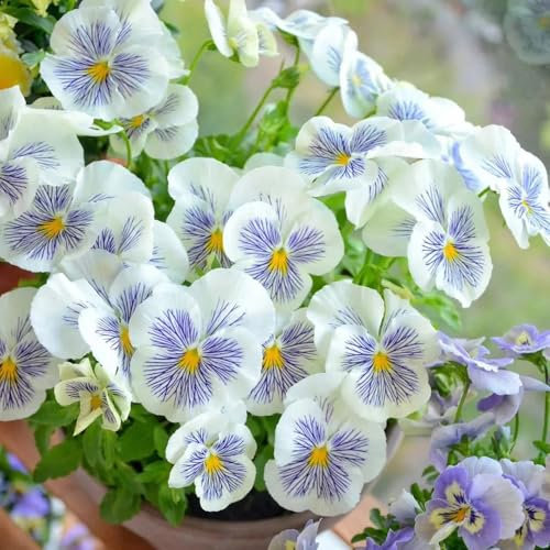 stiefmütterchen pflanzen samen, pflanzen garten winterharte balkonpflanzen balkon exotische pflanzen winterhart winterharte stauden dauerblüher topf pflanze deko blumen hochbeett deko 300pcs