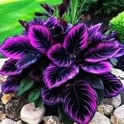 Bulbos de hosta&Los Hosta se utilizan para el cultivo y crecen rápidamente.perenne,buena para jardines,decoración interior y exterior-8tubérculos-E