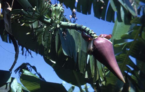 5 graines de Musa ochracea Rare Hardy Banana Exotique