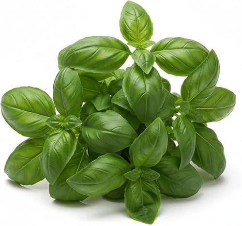 Semi di Basilico Italiano Genovese Comune | Alta Germinazione | Semi da Orto per Vaso, Balcone e Giardino | Pianta Aromatica Profumata per Pesto e Cucina | Semi Professionali Made in Italy