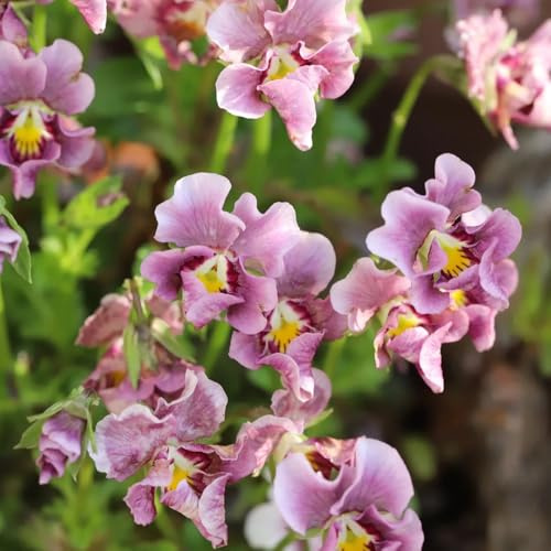 viola del pensiero - Viola tricolore - semi di decorazione resistenti Copertura giardino selvatico balcone ufficio giardino 400pcs