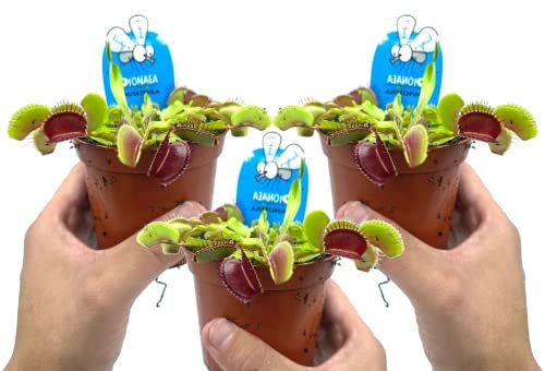 Venus Atrapamoscas PREMIUM Set 3 Plantas Carnívoras Naturales