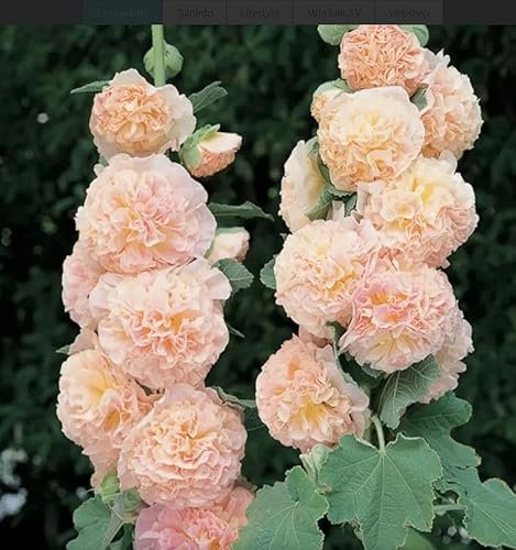 Alcea Rosea Chater's Double Chamois Rose 20+ Seeds Hollyhock