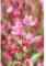 Gaura lindheimeri - Prachtkerze, rosa - winterhart, im Topf 13 cm, in Gärtnerqualität von Blumen Eber - 13 cm