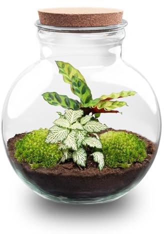 Växter terrarium • Teddy • Ekosystem växt • Tjock 26,5 cm – DIY-komplett terrarium set – växtterrarium – urbanjngl | Terraripaket