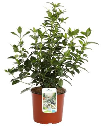 Viburnum Natural Árbol Ornamental Resistente para Jardines