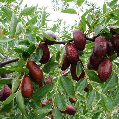 Graines De Fruits Frais De Jujube Sucré À Planter, Rouge Foncé Paquet De 100 Graines