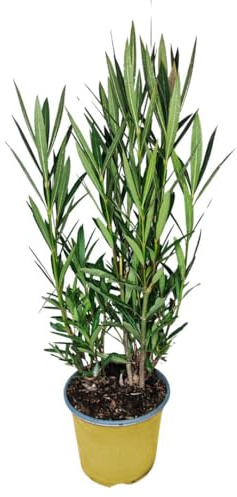 I GIARDINI DI GIULIA - Nerium Oleander Ø18 H.45 | Pianta Sempreverde con Fiori Colore Bianco| Ideale per Giardini, Terrazzi e Siepi | Resistente e Facile da Coltivare (Fiori gialli)