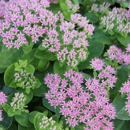 6x Grand Orpin d'automne 'Brillant' – Sedum remarquable 'Brillant' – Godet 9x9cm | Grandes fleurs roses, floraison automnale