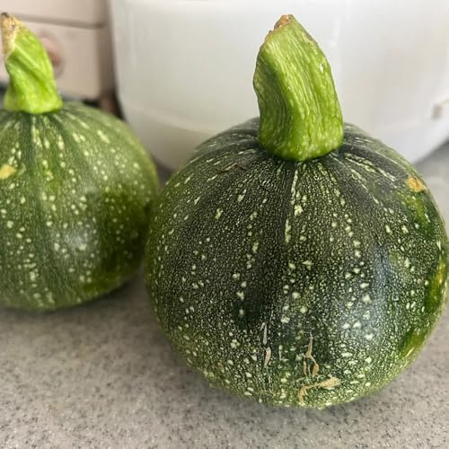 semillas de calabacín de jardín calabacín trepador y de jardín perennes resistentes exóticas resistentes 60pcs